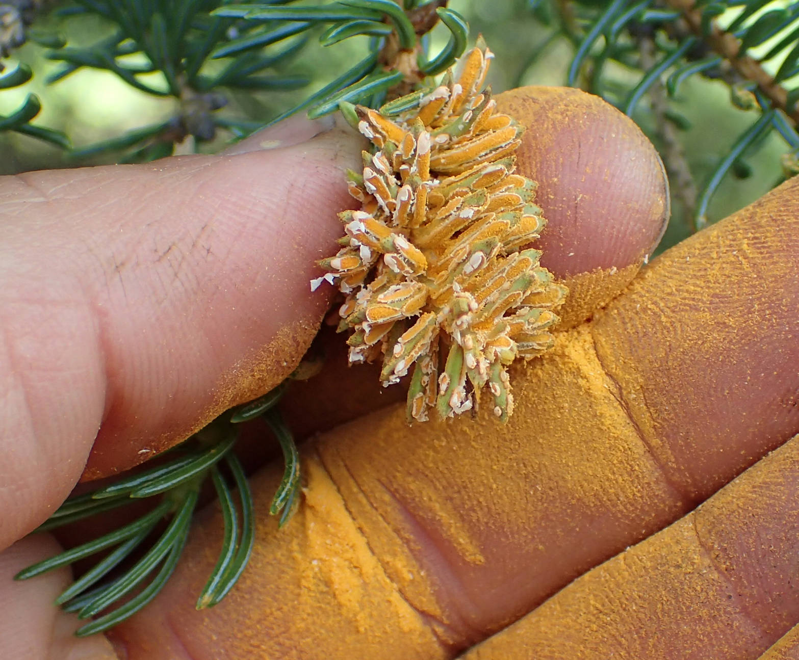 Bright orange spores are released from rupturing needles of a spruce tip infected with spruce tip rust on the Skyline Trail on July 5. (Photo provided by Matt Bowser of the U.S. Fish and Wildlife Service)