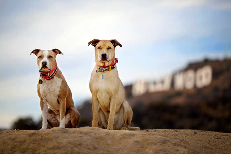 This December, 2013 photo provided by pet photographer Lori Fusaro shows her 'clients,' Chevy and Chase, in front of the Hollywood Sign in Los Angeles. Fusaro is set to publish a book called "My Old Dog" in the spring of 2015. She's shot thousands of photos for Los Angeles Animal Services, which puts old (and young) dogs on their website in hopes they will attract exactly the right owner. (AP Photo/Lori Fusaro)