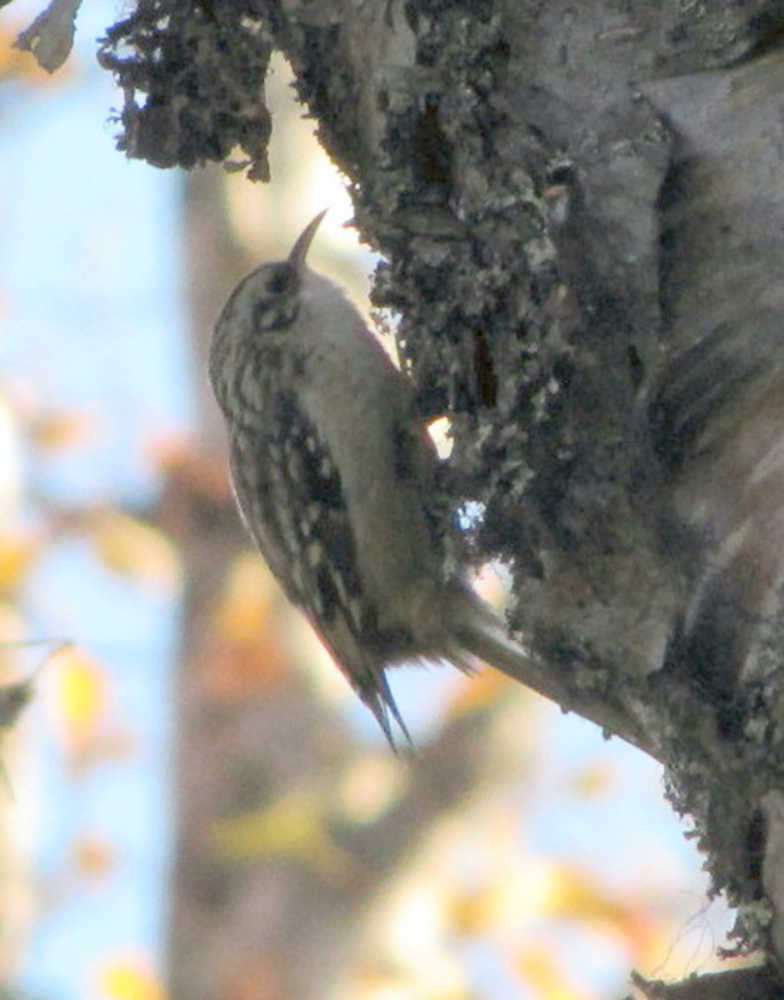 A brown creeper probes for insects behind the bark of a birch tree. (photo By Ted Bailey)