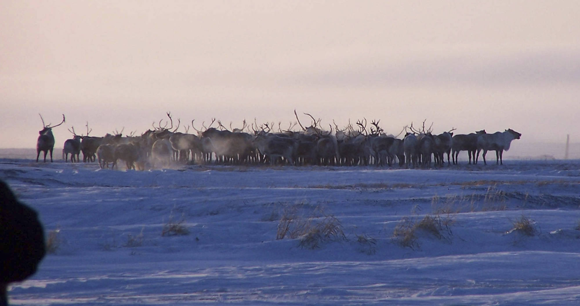 This Dec. 11, 2004 photo provided by Marlene Minnette show reindeer from the herd owned by the Native village of Mekoryuk on Alaska’s Nunivak Island. The tribal government is expanding its commercial reindeer subsidiary with $1.8 million in federal grants, with plans to include sales of the meat to larger urban markets. (Marlene Minnette via AP)