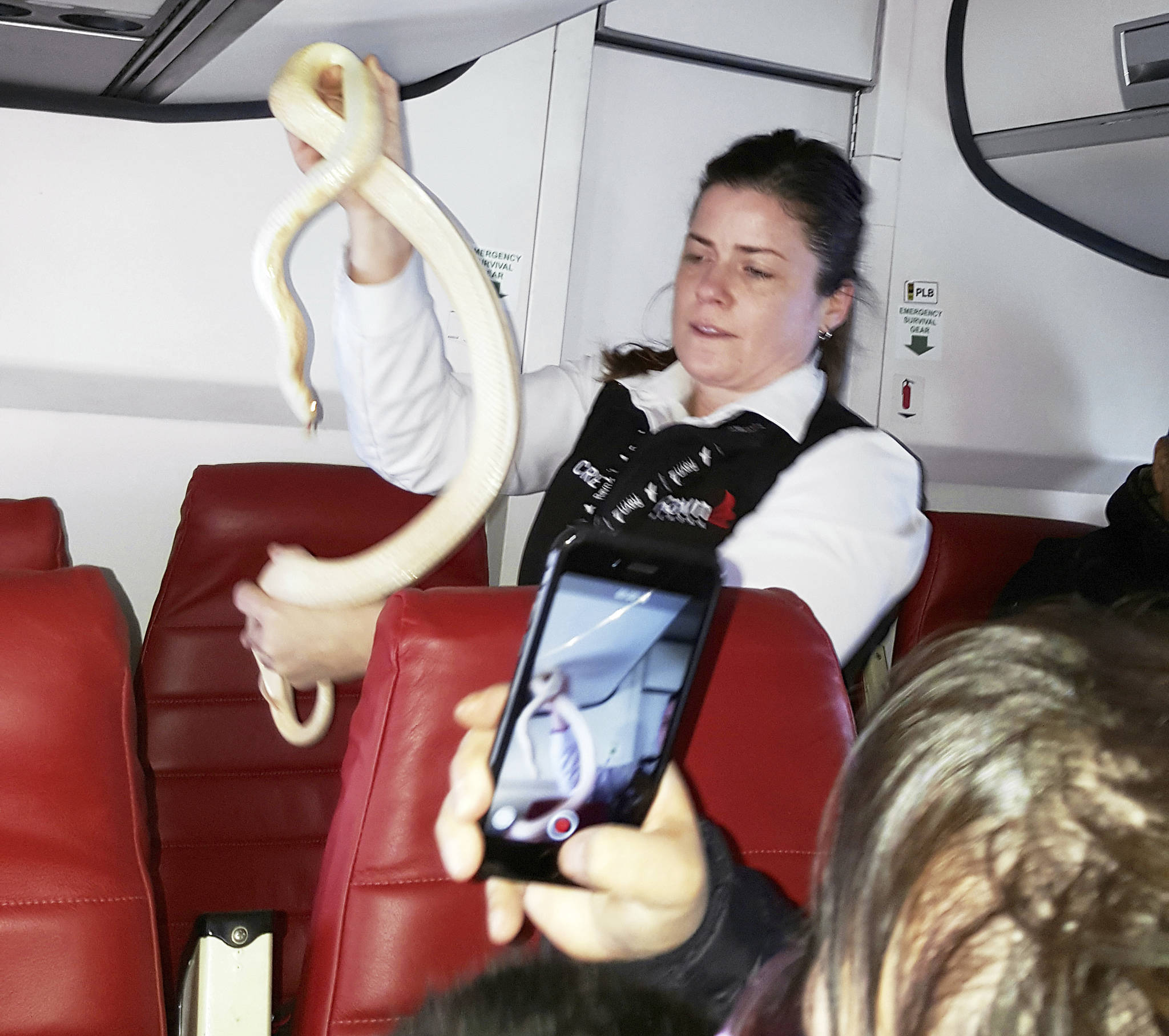 In this Sunday, March 19, 2017 photo, a flight attendant holds a snake found on a Ravn Alaska flight between Aniak, Alaska and Anchorage. The snake escaped from a passenger on a previous flight. The flight attendant captured the reptile and placed it in a trash bag and stowed it in an overhead luggage compartment. (Anna McConnaughy via AP)