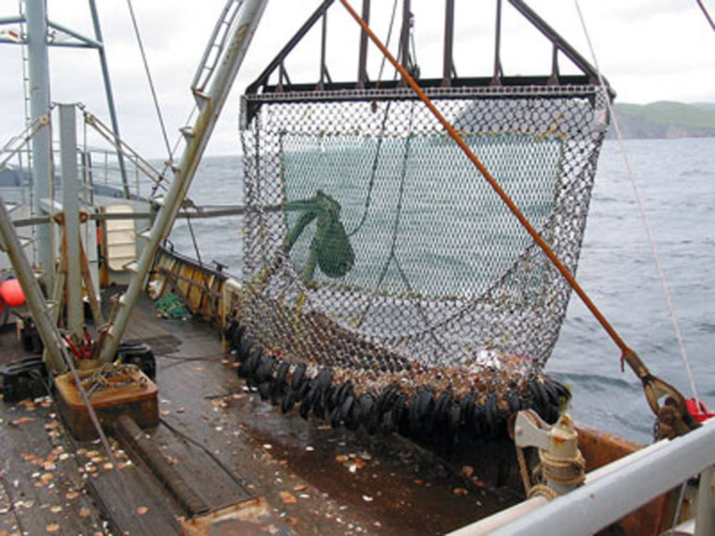 Researchers identify widespread parasite in Alaska scallops | Peninsula ...