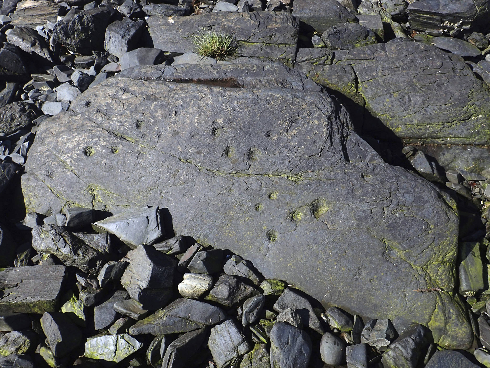 This undated photo provided by the Alutiiq Museum shows petroglyphs carved into a shoreline boulder adjacent to the remains of a prehistoric intertidal fish trap on Kodiak Island, Alaska. Archaeologists based on the island at the museum made the discovery during a survey of Afognak Native Corporation land. (Patrick Saltonstall/Alutiiq Museum via AP)