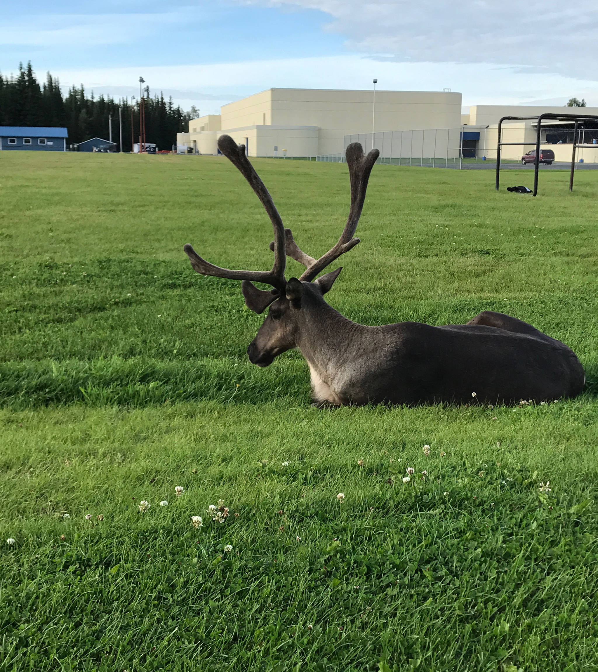 A caribou relaxes behind Soldotna High School earlier this week. (Photo by Eric Trevino/Peninsula Clarion)