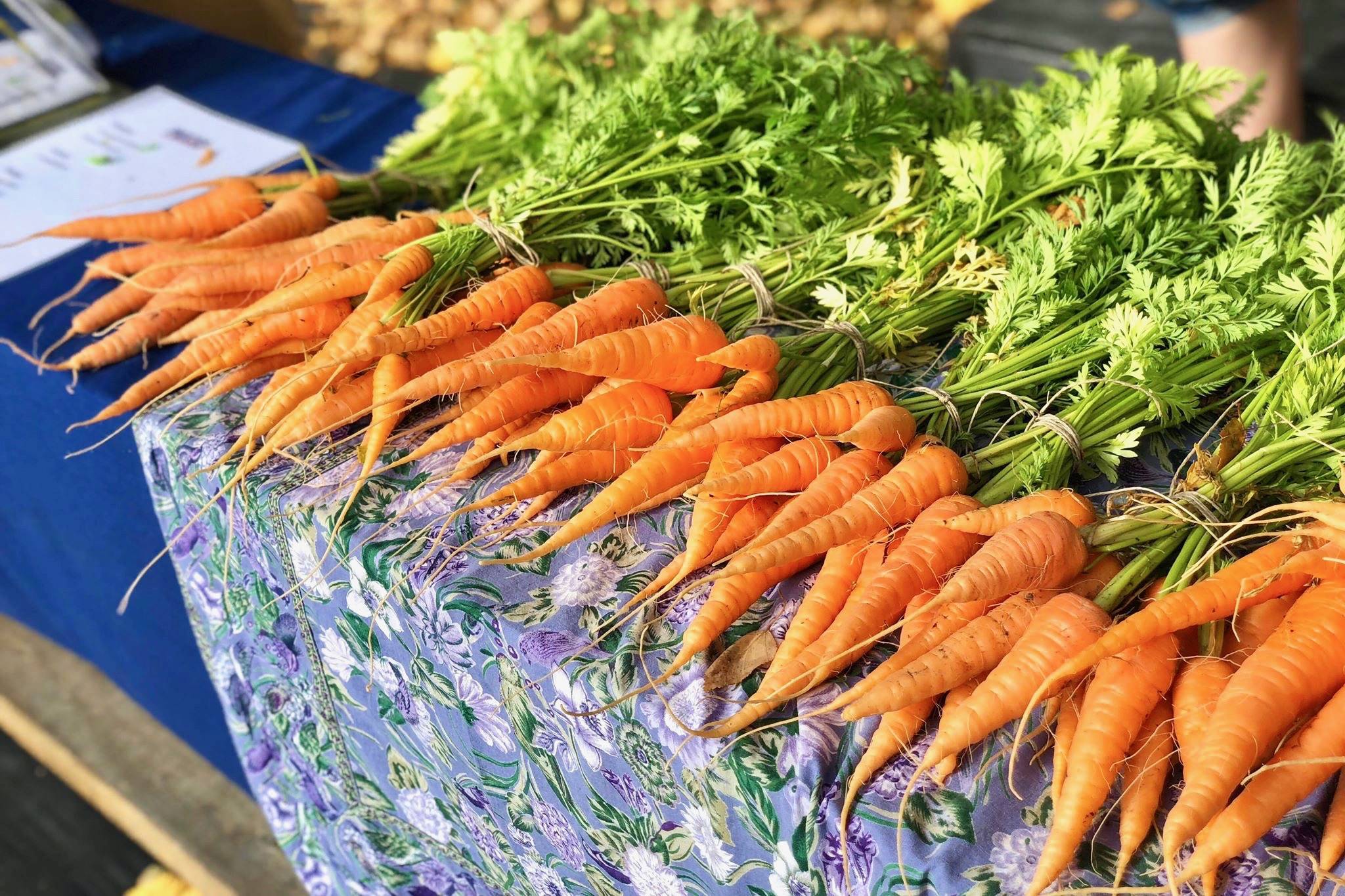 Carrots were harvested and sold at the Soldotna Montessori Charter School Farmers Market on Thursday, Sept. 20, 2018, in Soldotna, Alaska. (Photo by Victoria Petersen/Peninsula Clarion)