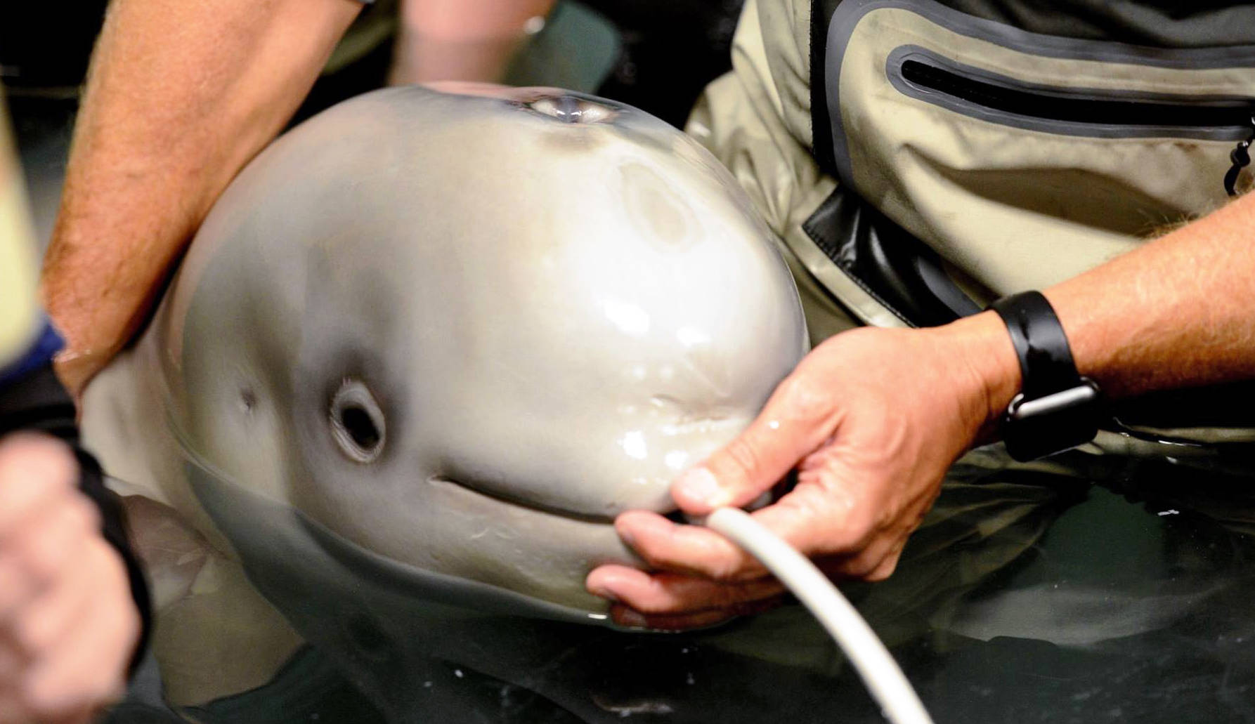 In this October 2017 file photo, volunteers at the Alaska SeaLife Center feed beluga calf Tyonek, who was rescued on Sept. 30, 2017, after he was stranded in Trading Bay. The first Cook Inlet beluga under human care, Tyonek now lives at SeaWorld San Antonio in Texas. (Photo courtesy of Alaska SeaLife Center).                                In this October 2017 file photo, volunteers at the Alaska SeaLife Center feed beluga calf Tyonek, who was rescued on Sept. 30, 2017, after he was stranded in Trading Bay. The first Cook Inlet beluga under human care, Tyonek now lives at SeaWorld San Antonio in Texas. (Photo courtesy of Alaska SeaLife Center).