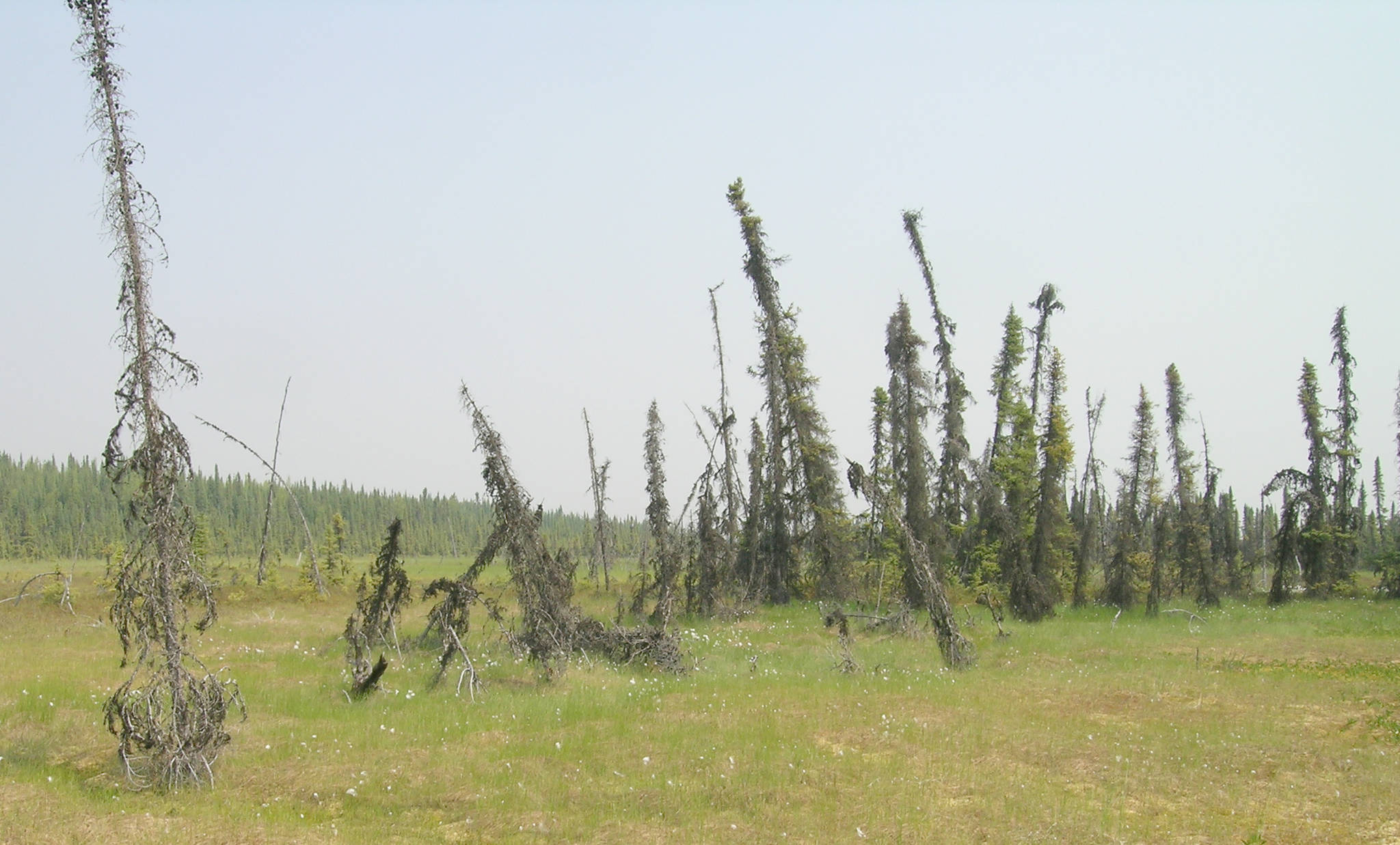 A telltale sign of thawing permafrost plateaus is when black spruce growing in the overlying soil starts to tilt, eventually to fall over. (Photo by Ed Berg)