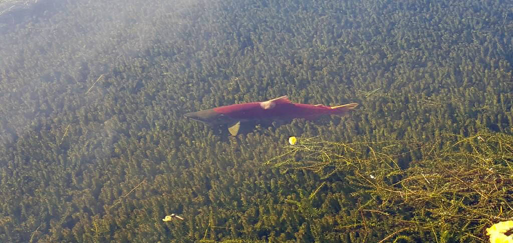 Looking for a spawning bed? Sockeye salmon navigate through elodea-infested Alexander Lake in the Mat-Su this past summer. (Photo by Bob Pence)