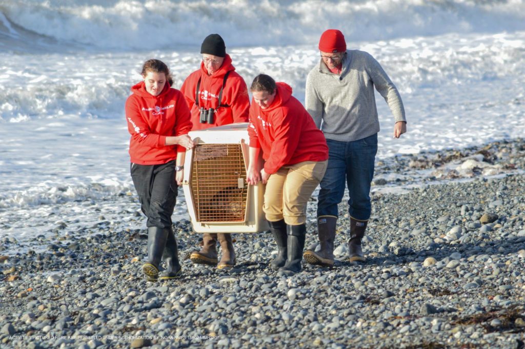 Rehabilitated seal released in Homer | Peninsula Clarion