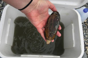 Clamming on eastside beaches to remain closed