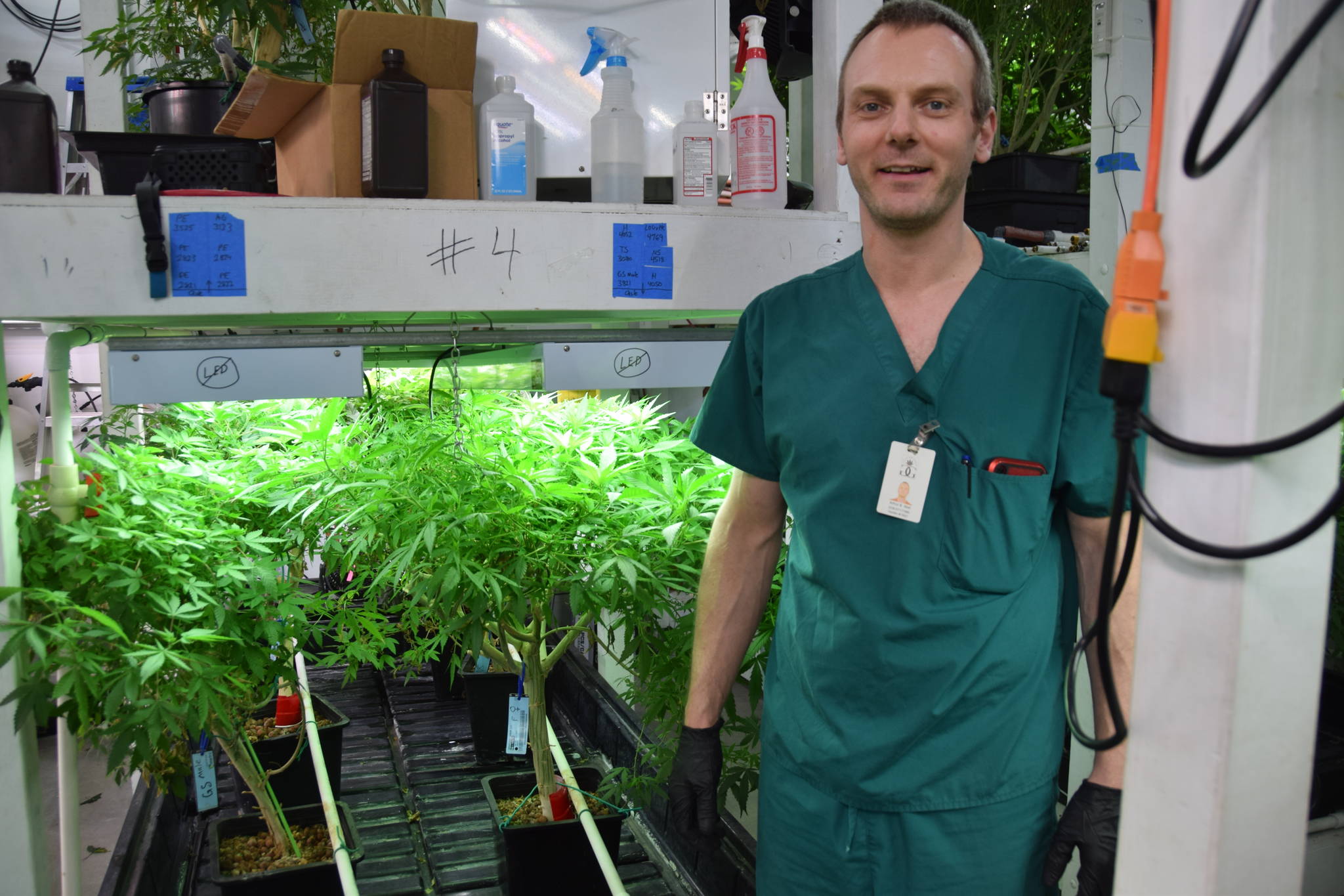 Co-owner Art Abel stands next to some of Greatland Ganja’s marijuana plants in Kasilof on March 19. (Photo by Brian Mazurek/Peninsula Clarion)