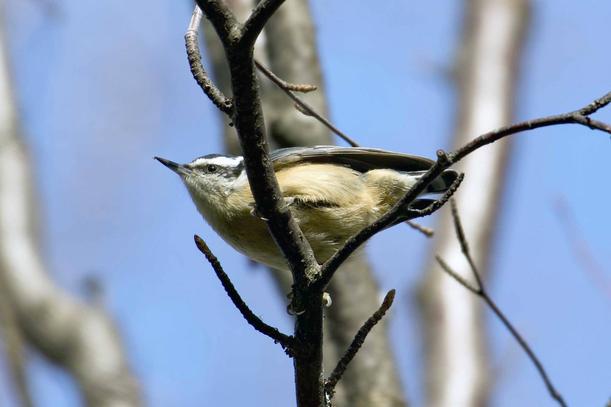 The red-breasted nuthatch is one of our common resident bird species. (Photo provided by Kyla Canterbury)