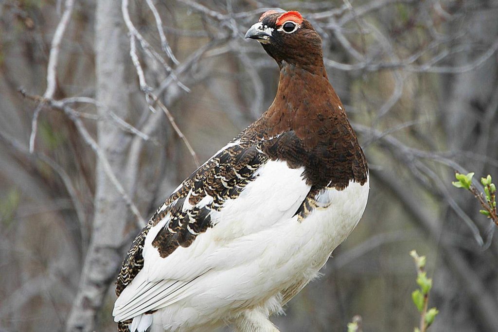 Refuge Notebook Alaska s State Bird Is One Of A Kind Peninsula Clarion