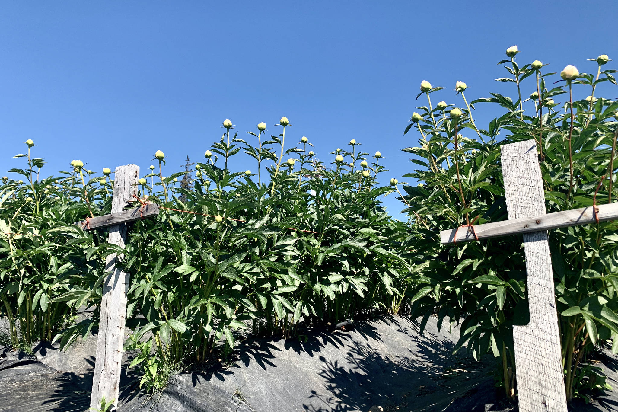 A field of peonies stand ready for harvest on June 30, 2019, at Michelle Hatten’s Stone Circle Peonies in Fritz Creek, Alaska. (Photo by Sydney Leto)