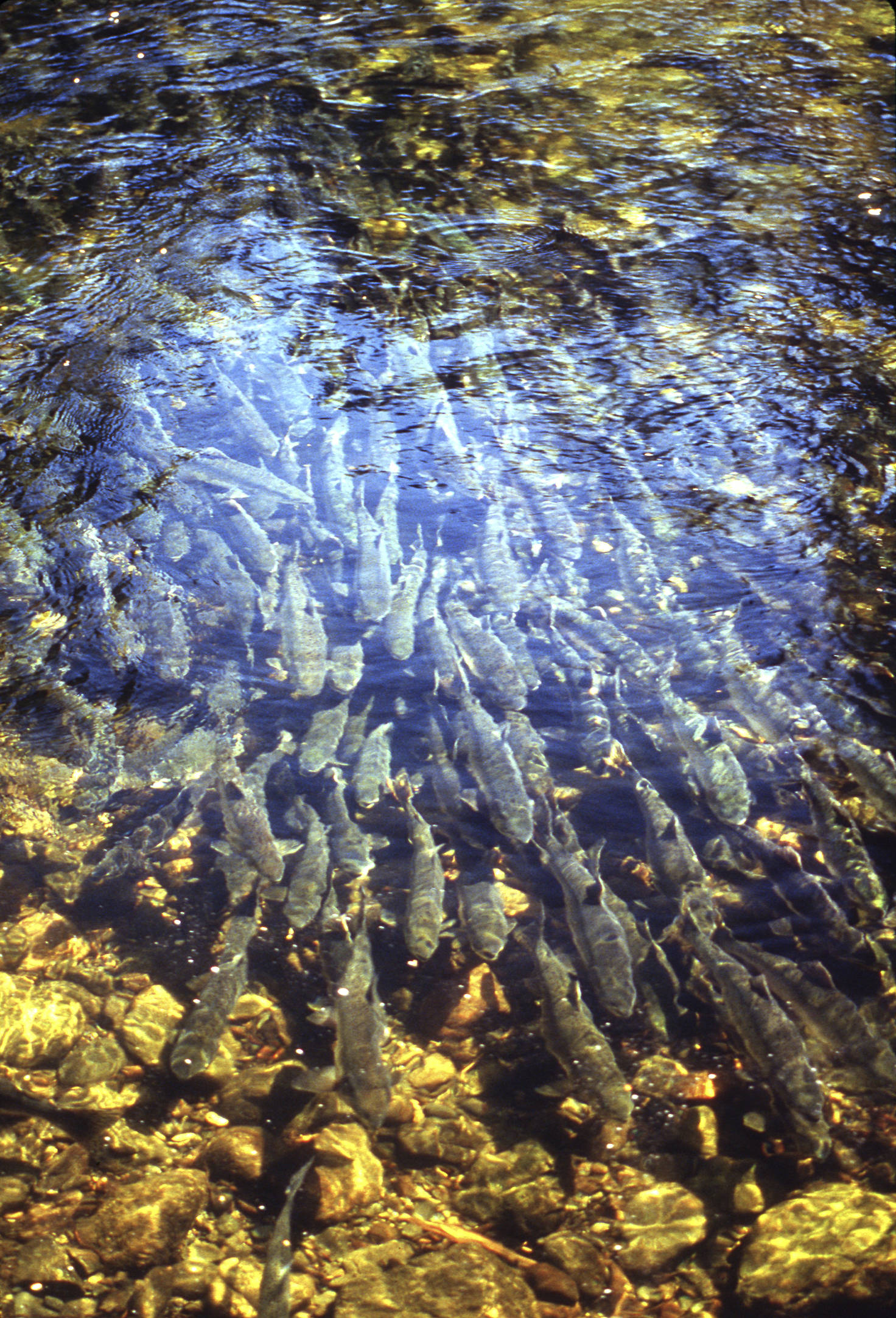 This 1991 photo provided by the Alaska Department of Fish and Game shows spawning pink salmon in Anan Creek, near Wrangell. In 2019, wild populations of pink salmon are flourishing. Their numbers are enhanced by the annual release of 1.8 billion fish from Alaska hatcheries and critics say they’re having an effect on other species. (ADF&G via AP)