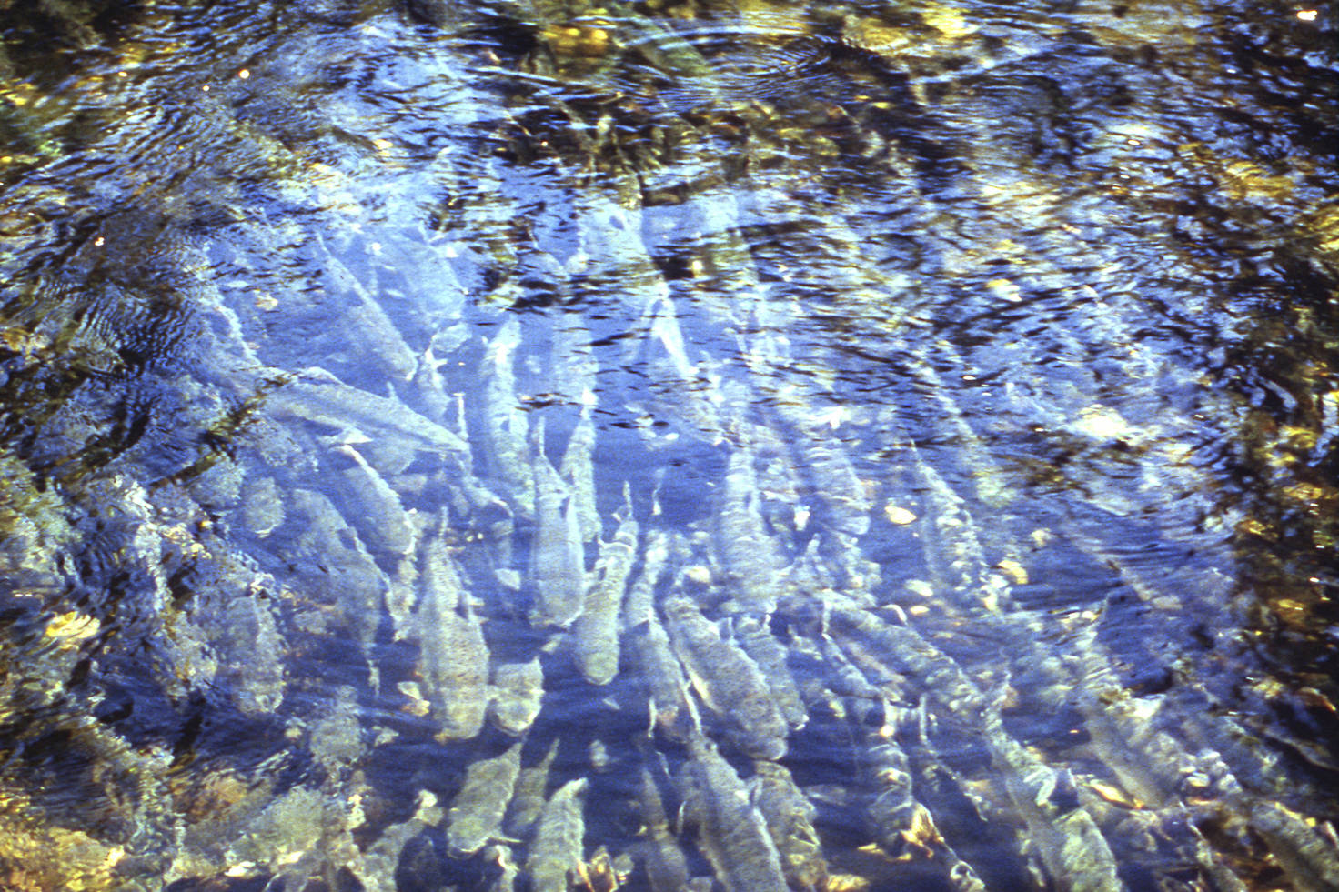 This 1991 photo provided by the Alaska Department of Fish and Game shows spawning pink salmon in Anan Creek, near Wrangell, Alaska. In 2019, wild populations of pink salmon are flourishing. Their numbers are enhanced by the annual release of 1.8 billion fish from Alaska hatcheries and critics say they‚Äôre having an effect on other species. (ADF&G via AP)