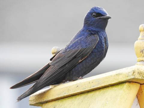 Purple martins east of the Mississippi River no longer nest in the wild and are dependent on man-made structures. (Photo provided by Kenai National Wildlife Refuge)