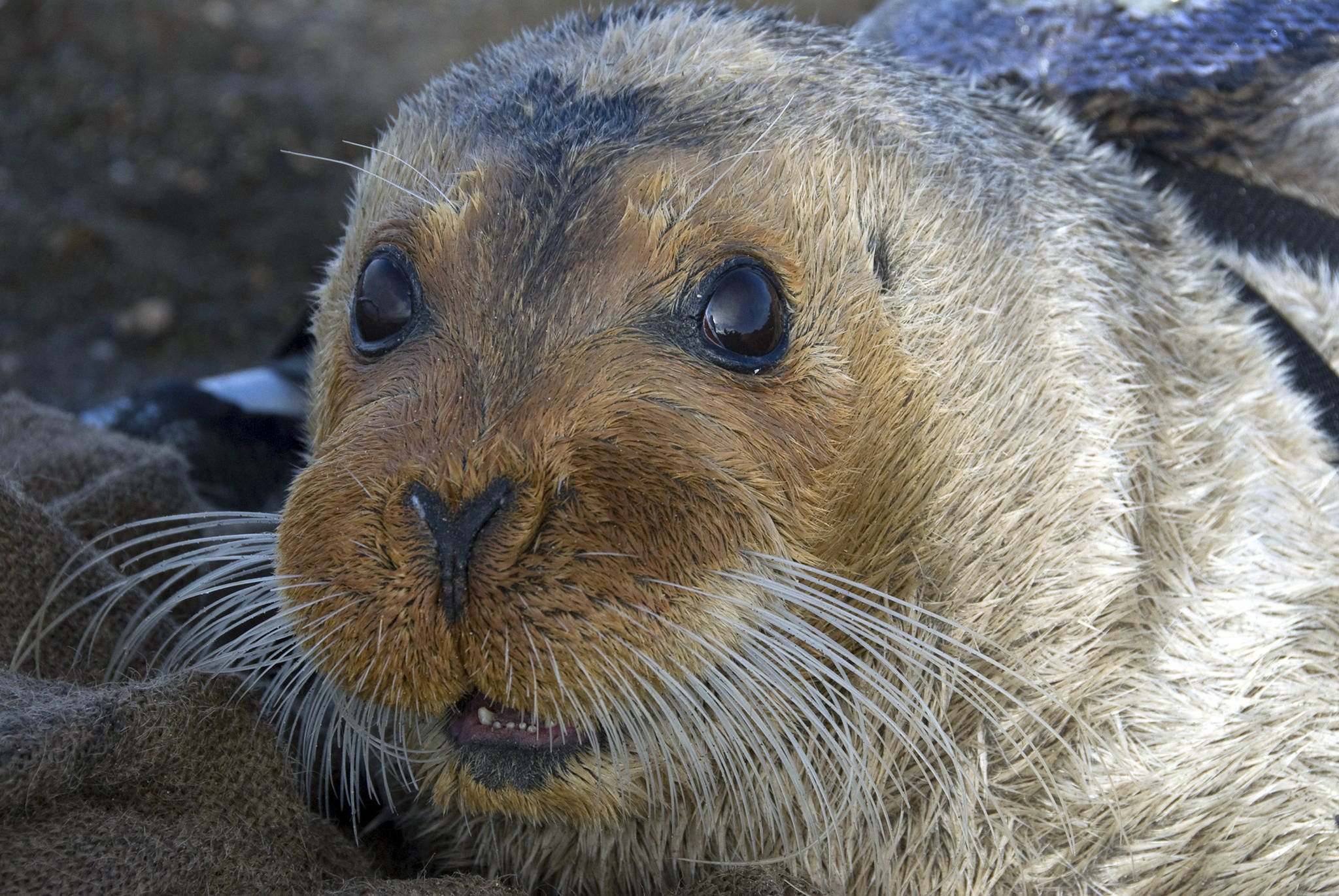 This Sept. 5, 2006, file photo, provided by the National Oceanic and Atmospheric Administration shows a bearded seal in Kotzebue, Alaska. A federal agency will decide by September how much ocean and coast will be designated as critical habitat for two ice seal species found in Alaska. The Center for Biological Diversity announced Monday, Nov. 25, 2019, it had reached an agreement with the Commerce Department for the Trump administration to issue a critical habitat rule for ringed and bearded seals. The Center for Biological Diversity sued in June because no critical habitat had been designated. (Michael Cameron/NOAA Fisheries Service via AP, file)