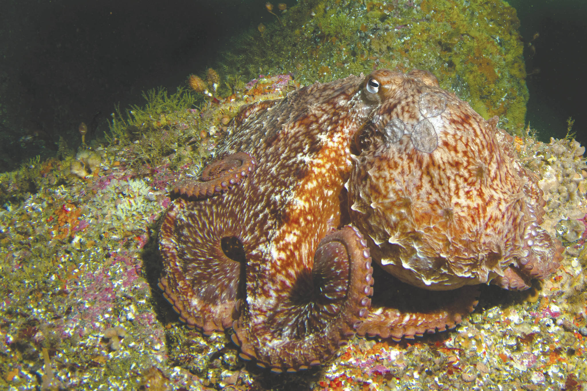 An octopus can be seen in the waters near Resurrection Bay, near Seward, Alaska. (Photo courtesy Kenny Regan)