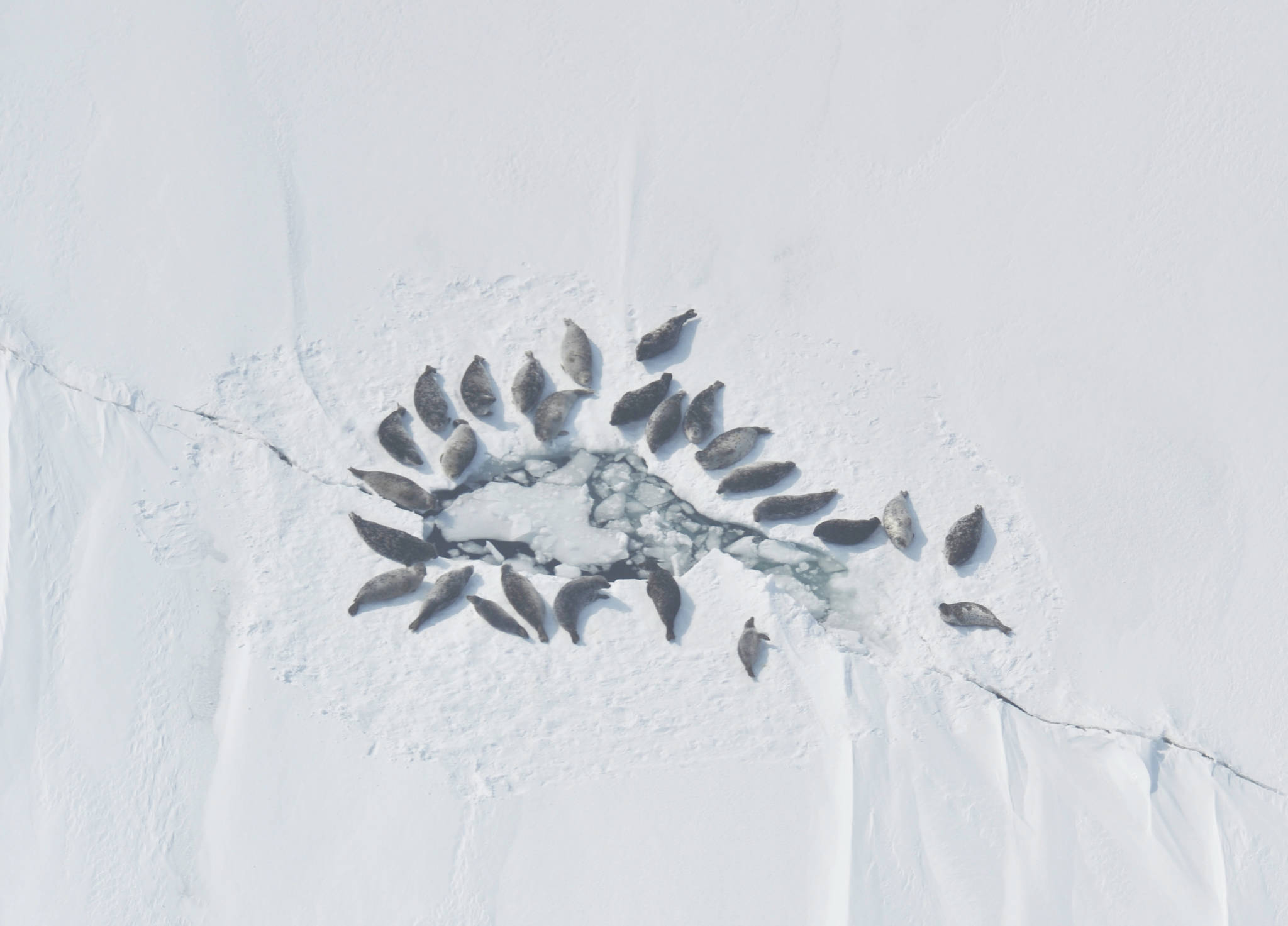 Dave Withrow / NOAA Fisheries                                 Freshwater seals gather around open water at Iliamna Lake on April 14, 2011.