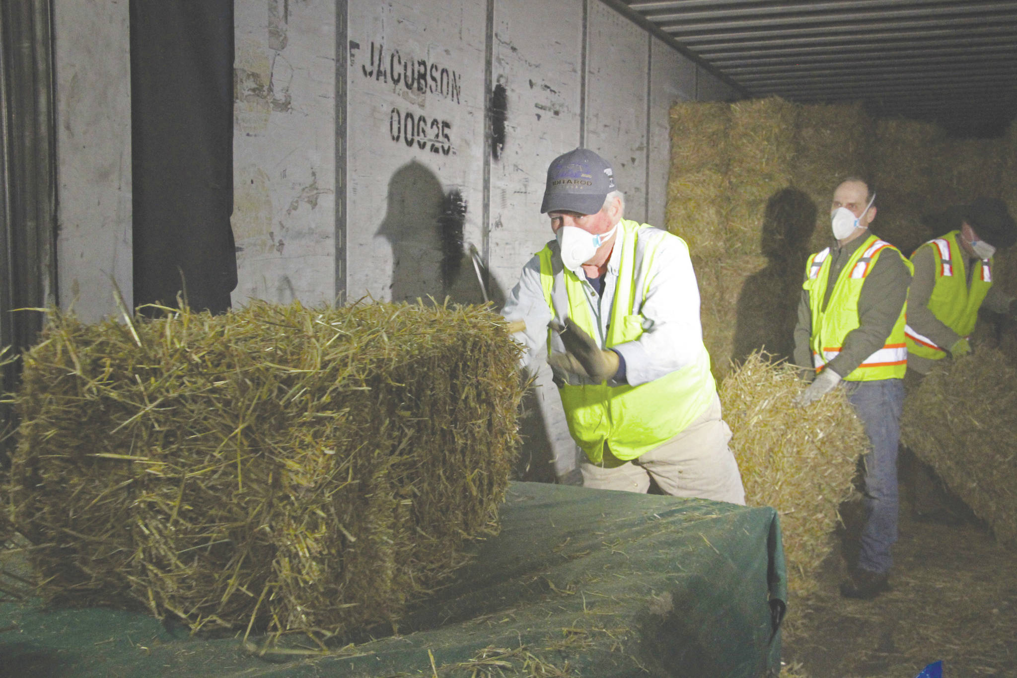 Stan Moll throws bales of hay onto a makeshift table in Anchorage, Alaska, on Thursday, so other Iditarod volunteers could place the bales into plastic bags. About 1,500 bales will be flown to checkpoints along the Iditarod Trail Sled Dog Race, which begins March 7, and will be put down on the snow and ice so the canine participants in the race have a warm place to sleep. (AP Photo/Mark Thiessen)