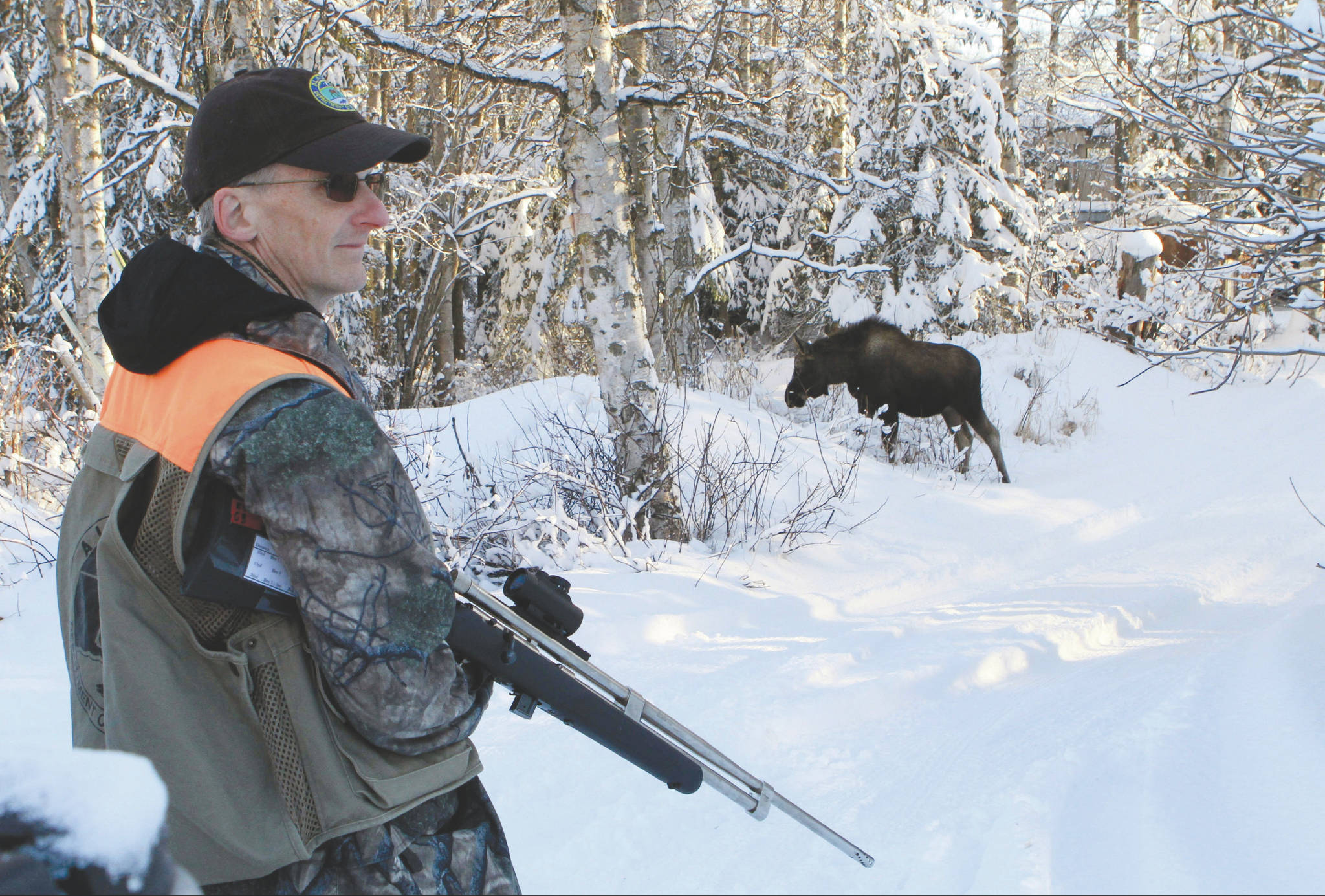 In this Feb. 23, 2018, file photo, Dave Battle of the Alaska Department Fish and Game waits for a moose to move off after he fired a dart into its side that’s collects a skin sample in Anchorage. Flight rules over the city prevent the department from conducting traditional aerial surveys of moose so the department conducts a ground survey. Using reports called in by citizens, biologists drive to neighborhoods and collect DNA samples with the dart projectors that look like hunting rifles. (AP Photo/Dan Joling, File)