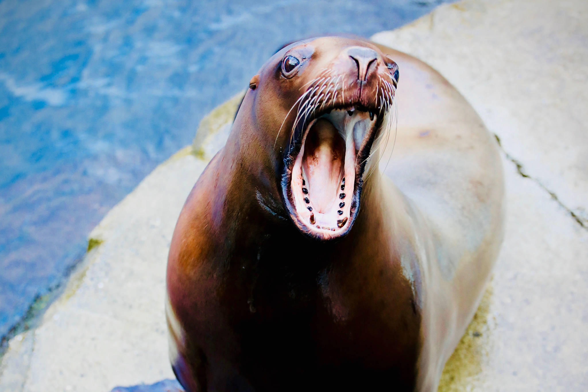 Mara the Steller Sea Lion is seen here at the Alaska SeaLife Center in Seward, Alaska, in this undated photo. (Photo courtesy Alaska SeaLife Center)