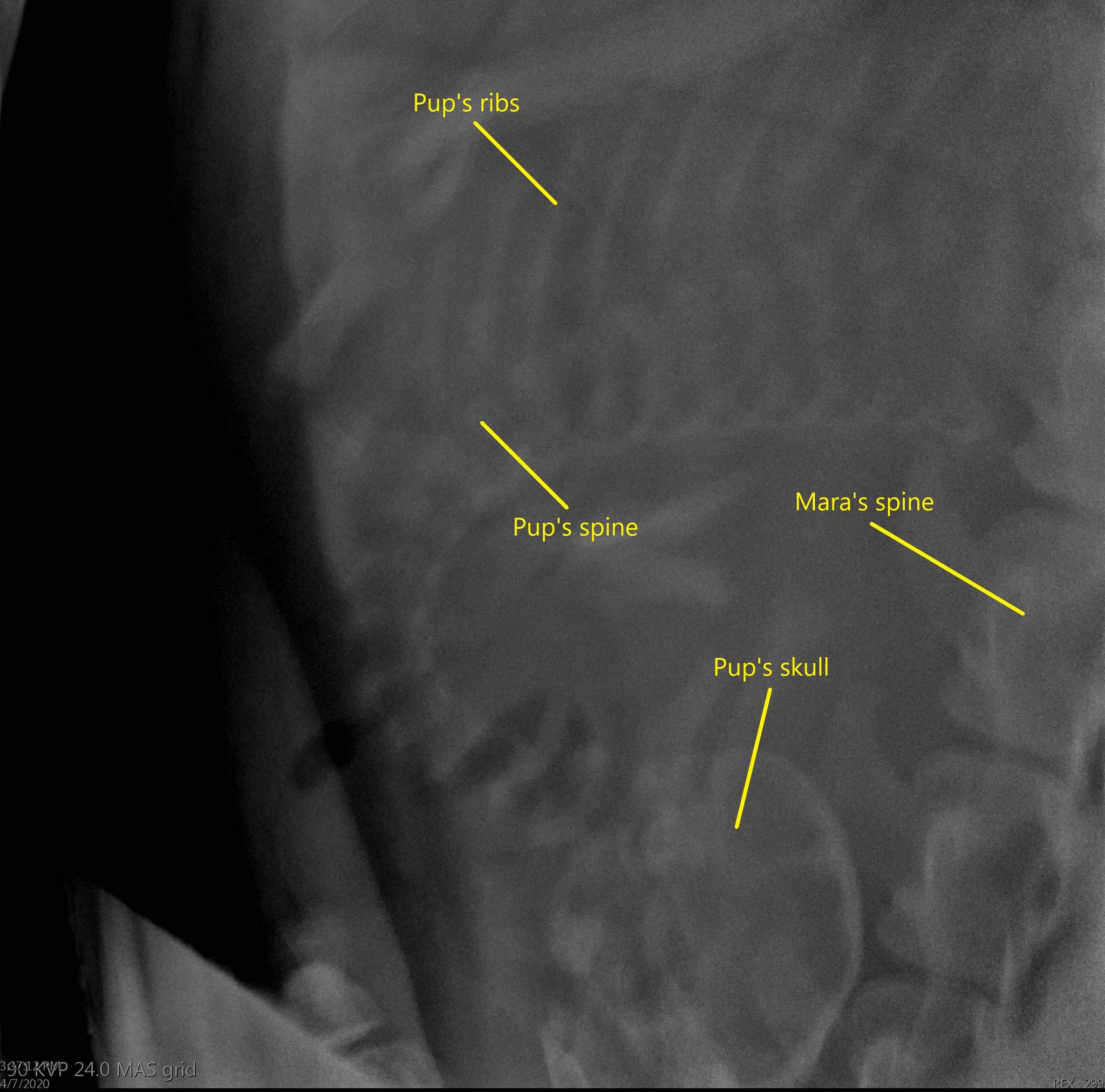 A radiograph taken on March 26 shows the growth of a Steller Sea Lion inside its mom, Mara, at the Alaska SeaLife Center in Seward, Alaska, on March 26. (Photo courtesy Alaska SeaLife Center)