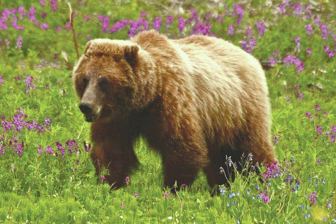 Caution urged as bears wake up for spring