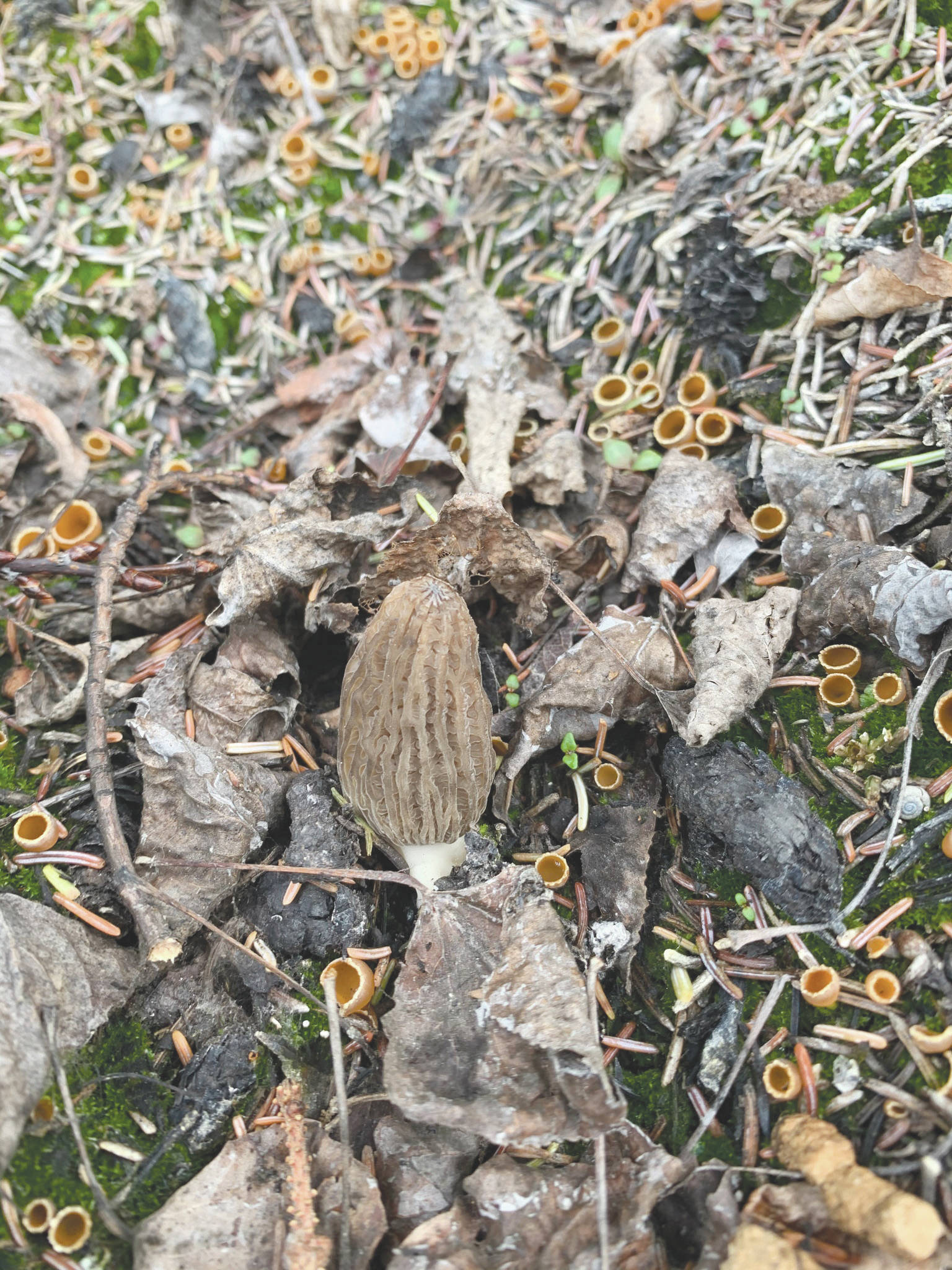 A gray morel growing in the Swan Lake Fire burn near Picnic Lake on May 19, 2020. (Photo by Colin Canterbury/USFWS)