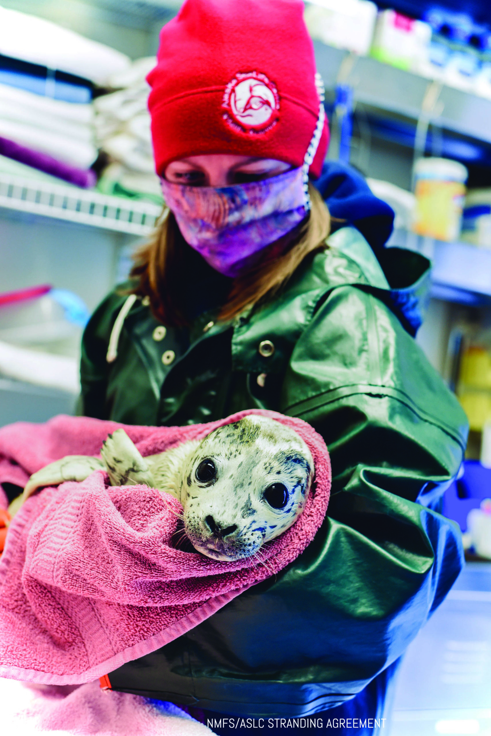 Photo courtesy Alaska SeaLife Center                                 A female harbor seal pup that was admitted to the Alaska SeaLife Center’s Wildlife Response Program on May 4 is seen in this undated photo.