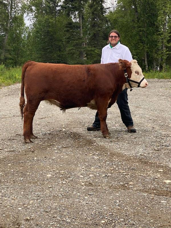 Colton Rankin shows off his steer that will be sold at the 2020 Kenai Peninsula 4-H Junior Market Livestock Auction in this undated photo. (Photo courtesy Cassy Rankin)