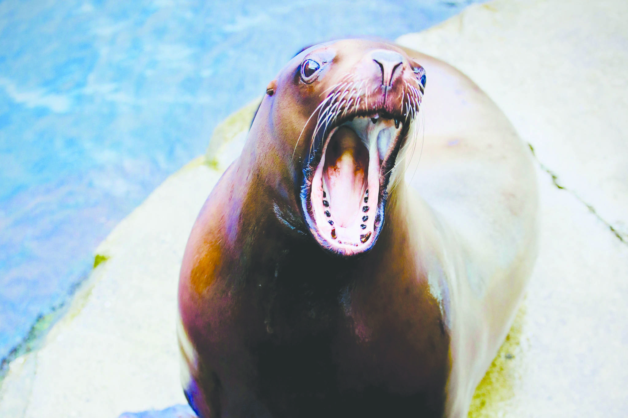 Photo courtesy Alaska SeaLife Center                                Mara the Steller sea lion is seen at the Alaska SeaLife Center in Seward in this undated photo.