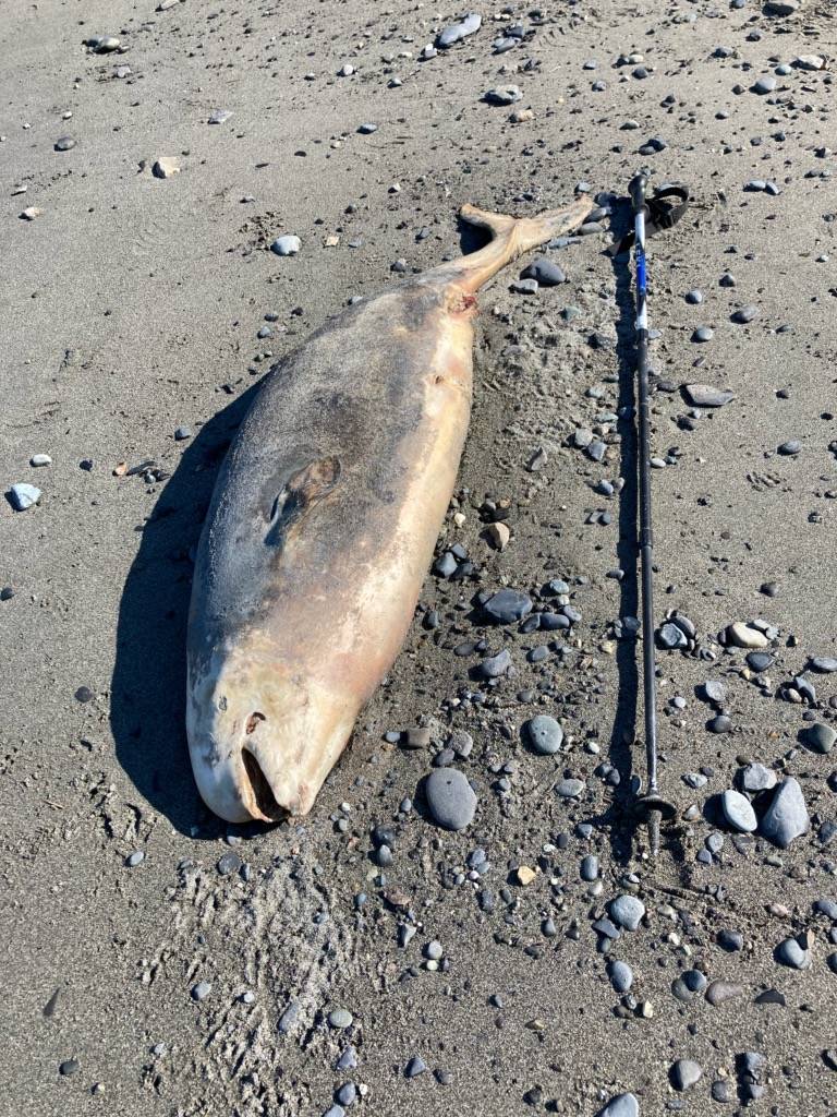 A dead Cook Inlet Beluga calf is seen here on the beach near the Discovery Campground at the Captain Cook State Recreation Area north of Nikiski on Aug. 16, 2020. (Photo by Michael Armstrong/Homer News)