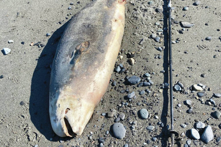 A dead Cook Inlet Beluga calf is seen here on the beach near the Discovery Campground at the Captain Cook State Recreation Area north of Nikiski on Aug. 16, 2020. (Photo by Michael Armstrong/Homer News)