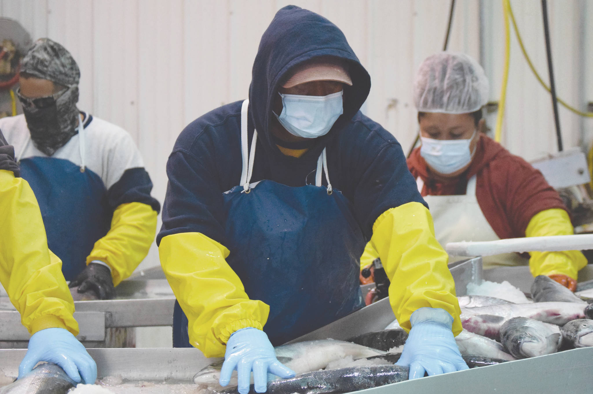 Joseph Lee, of Idaho, backed by Ivan Zarate, of Arizona, and Abiud Zarate, of Baja California, Mexico, arrange fish so their heads can be chopped off by a guillotine-style machine Tuesday, July 14, 2020, at Pacific Star Seafoods in Kenai, Alaska. (Photo by Jeff Helminiak/Peninsula Clarion)