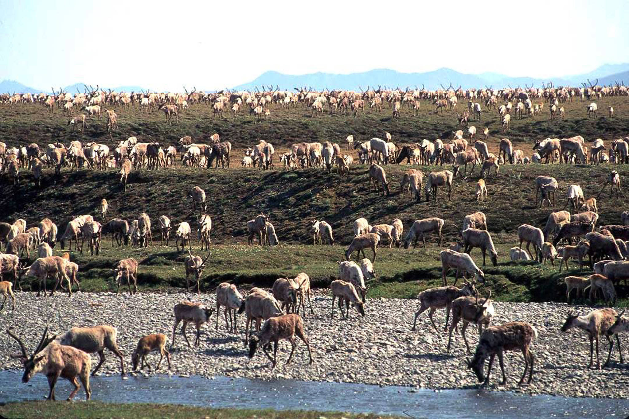 In this undated file photo provided by the U.S. Fish and Wildlife Service, caribou from the Porcupine caribou herd migrate onto the coastal plain of the Arctic National Wildlife Refuge in northeast Alaska. The U.S. government held its first-ever oil and gas lease sale Wednesday, Jan. 6, 2021 for Alaska’s Arctic National Wildlife Refuge, an event critics labeled as a bust with major oil companies staying on the sidelines and a state corporation emerging as the main bidder. (U.S. Fish and Wildlife Service via AP, File)