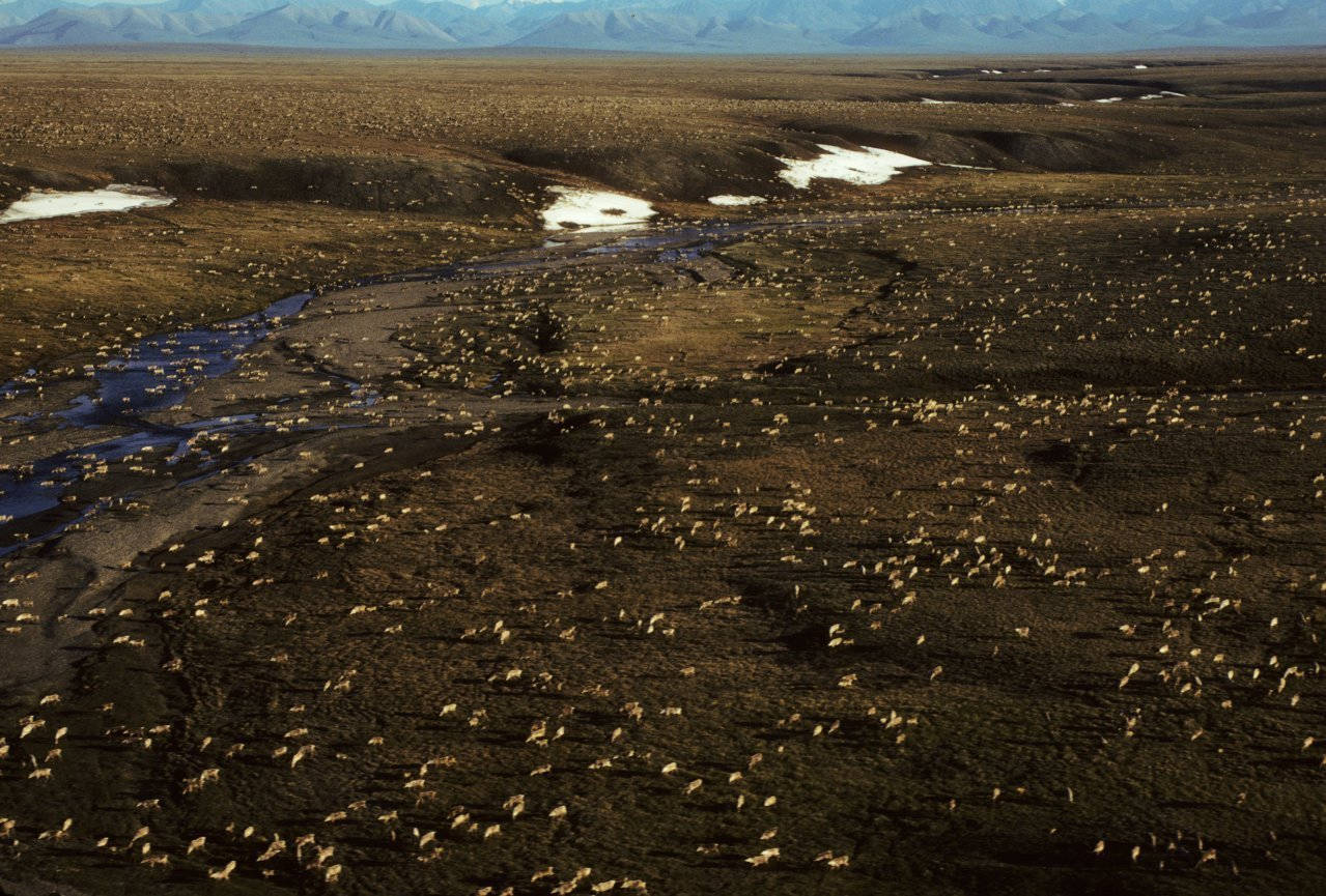 This undated aerial file photo provided by U.S. Fish and Wildlife Service shows a herd of caribou on the Arctic National Wildlife Refuge in northeast Alaska. President Joe Biden on Wednesday, Jan. 20, 2021, signaled plans to place a temporary moratorium on oil and gas lease activities in Alaska’s Arctic National Wildlife Refuge after the Trump administration issued leases in a remote, rugged area considered sacred by the Indigenous Gwich’in. (U.S. Fish and Wildlife Service via AP, File)