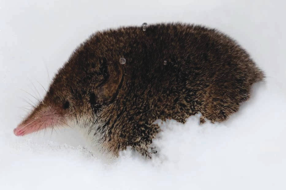 A rare photograph of a shrew during winter. This shrew was observed above the snow where it had been sneaking out of the subnivean zone for short periods of time, possibly to exploit seeds or suet that had fallen on top of the snow beneath a bird feeder in Soldotna. (Photo by Colin Canterbury/USFWS)