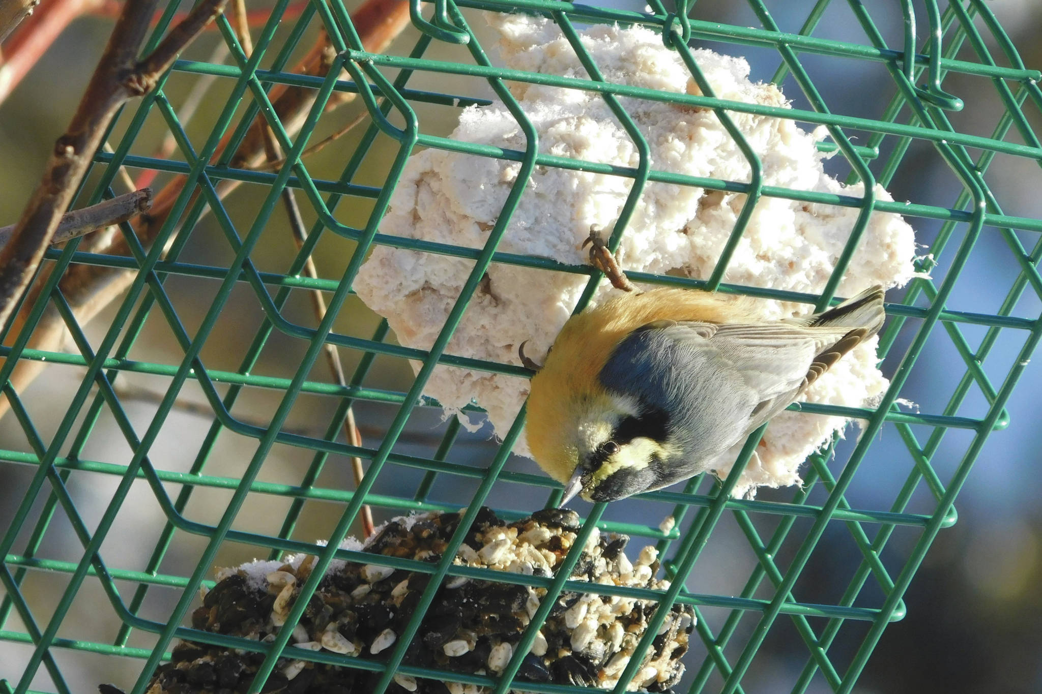 A red-breasted nuthatch looks over its shoulder between bites of suet in a hanging-cage style feeder. (Photo by Todd Eskelin/USFWS)