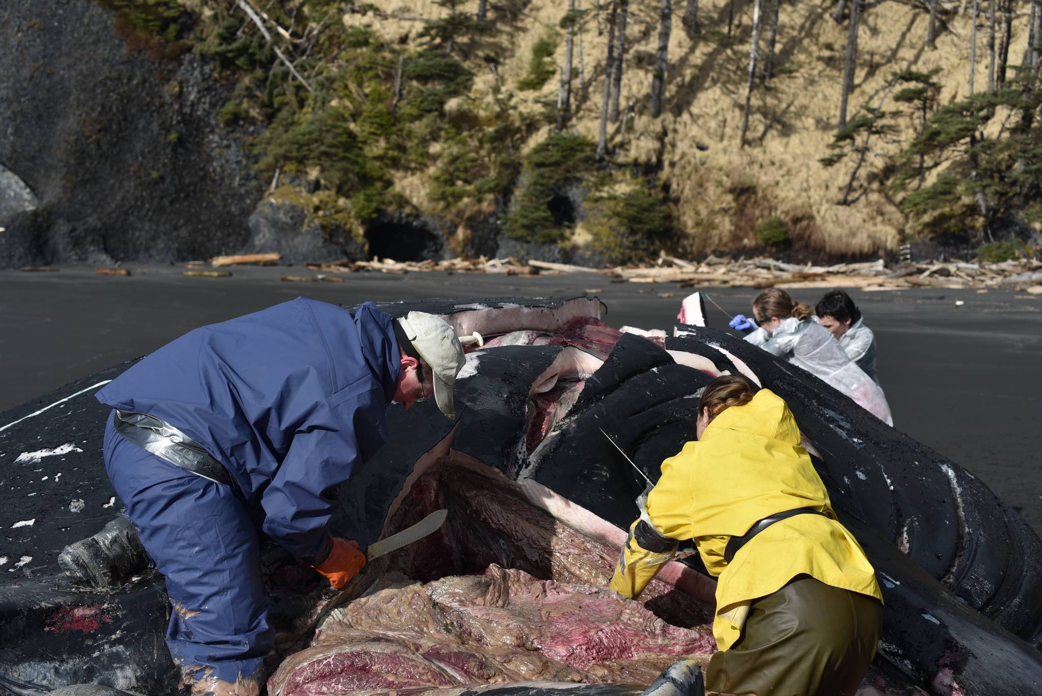 Courtesy Photo / Alaska Marine Mammal Stranding Network 
Volunteers with the Alaska Marine Mammal Stranding Network perform a necropsy Thursday on a beached humpback whale on Kuzof Island.