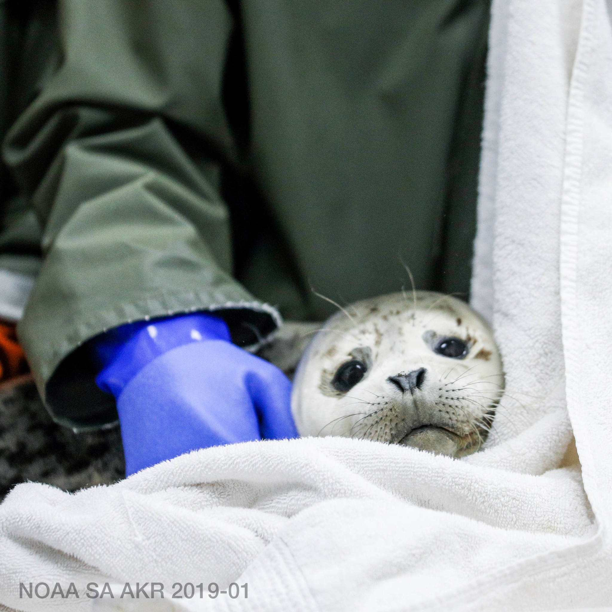 The Alaska SeaLife Center in downtown Seward is seen on Saturday, July 24, 2021. (Camille Botello / Peninsula Clarion)
Kaiti Chritz / Alaska SeaLife Center
A female harbor seal pup is admitted to the Alaska SeaLife Center.