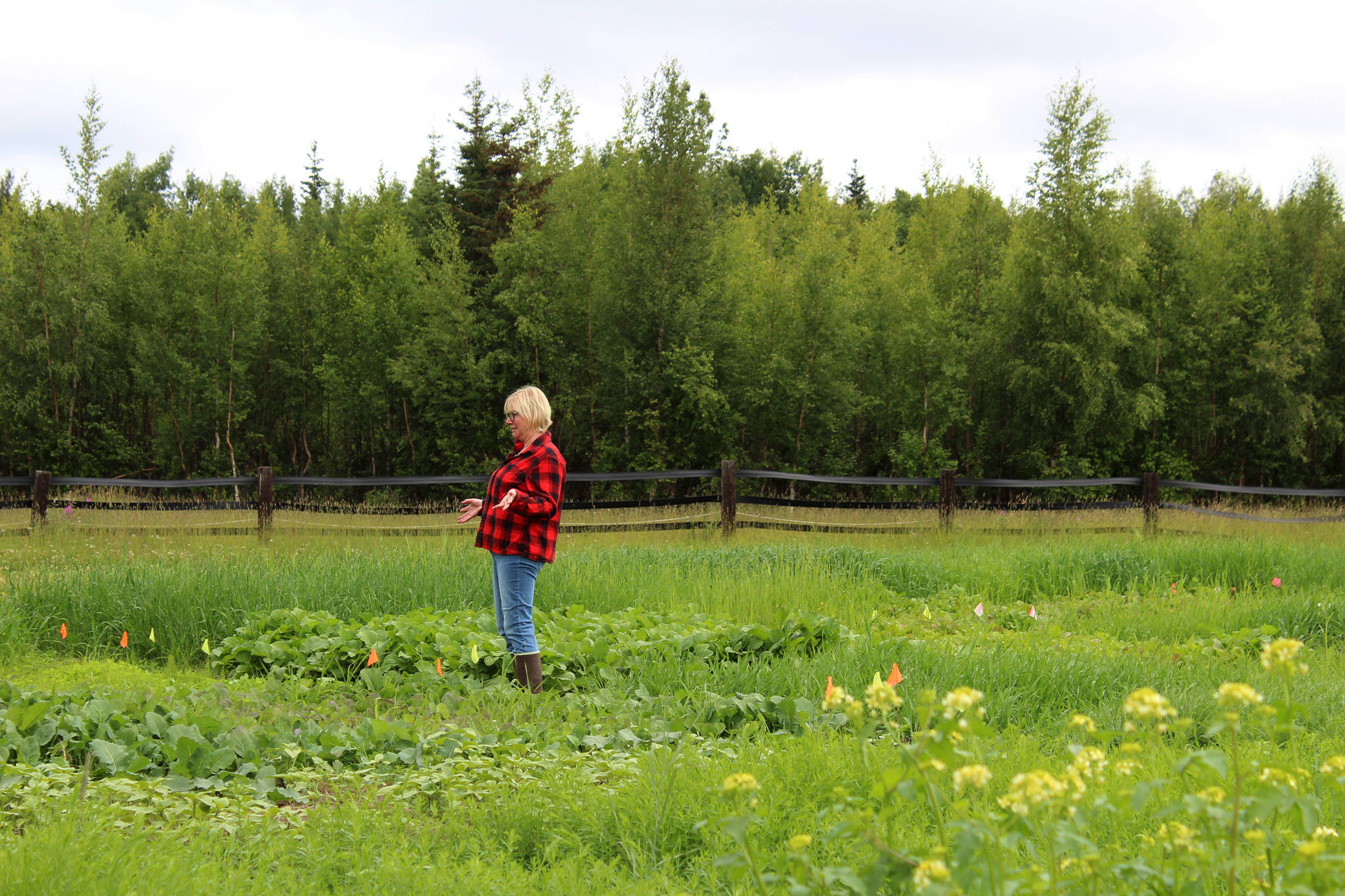 Kenai Soil Water Conservation District Manager Teri Diamond stands in a field near Sterling, Alaska on Friday, July 30, 2021. (Ashlyn O’Hara/Peninsula Clarion)