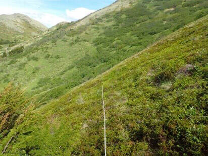 A visual picture of profound change in the alpine plant community post-2019 Swan Lake Fire. This picture is in 2018, before the fire. (Photo by Matt Bowser/USFWS)