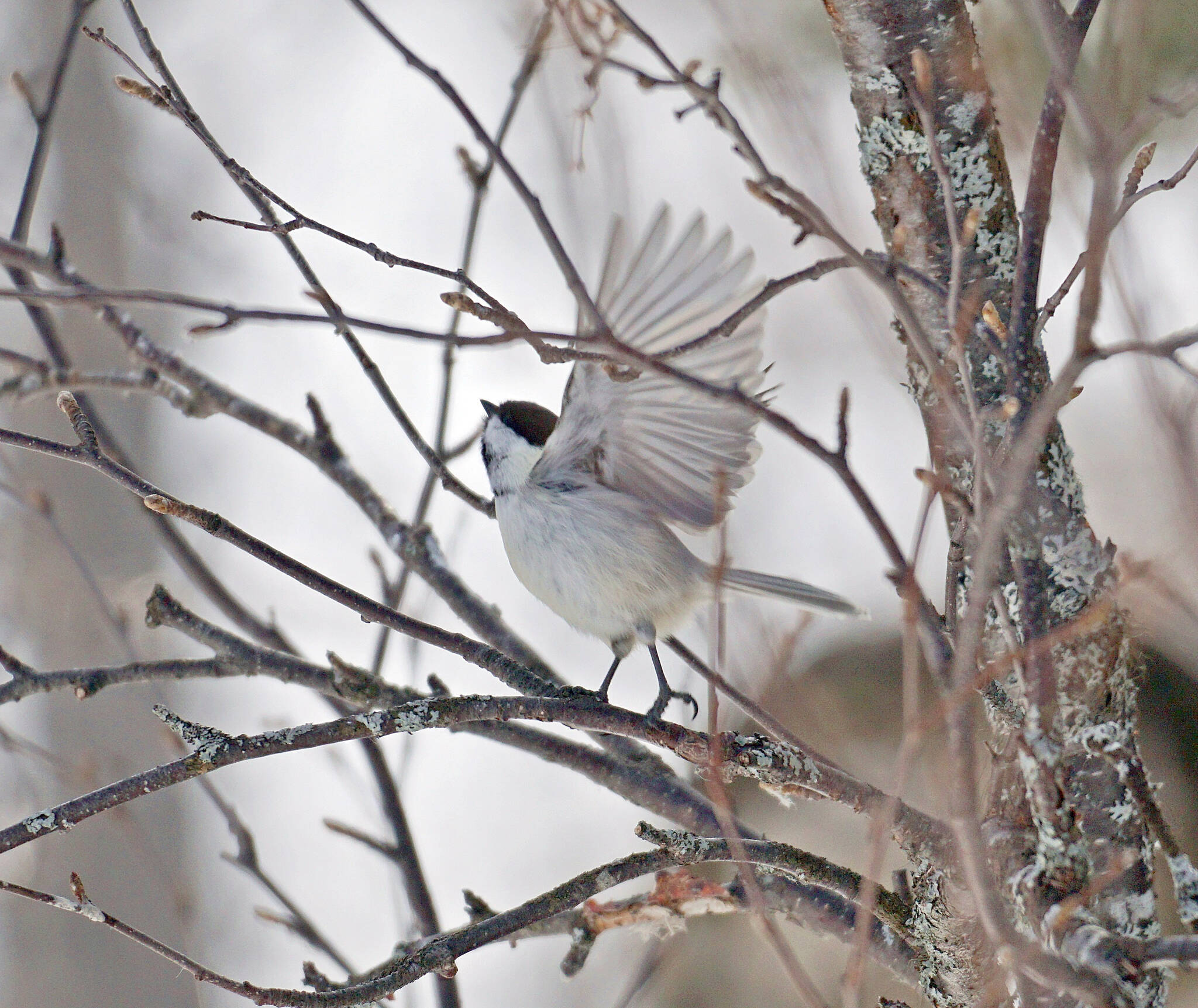 A black-capped chickadee (Poecile atricapillus) taking flight from a branch. (Photo by Jake Danner/USFWS)