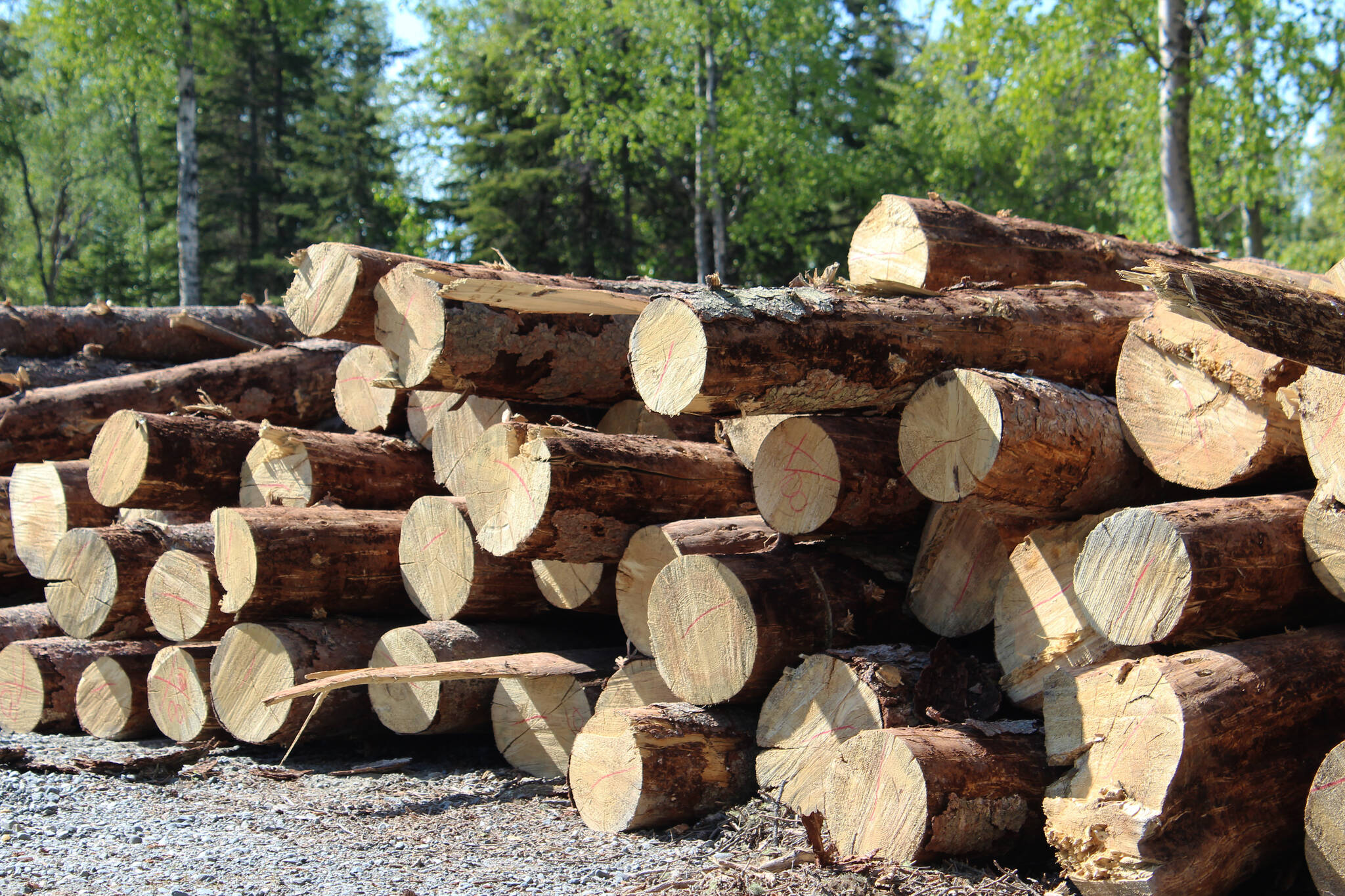 Wood is piled near the entrance to Centennial Park on Thursday, May 26, 2022 in Soldotna, Alaska. (Ashlyn O’Hara/Peninsula Clarion)