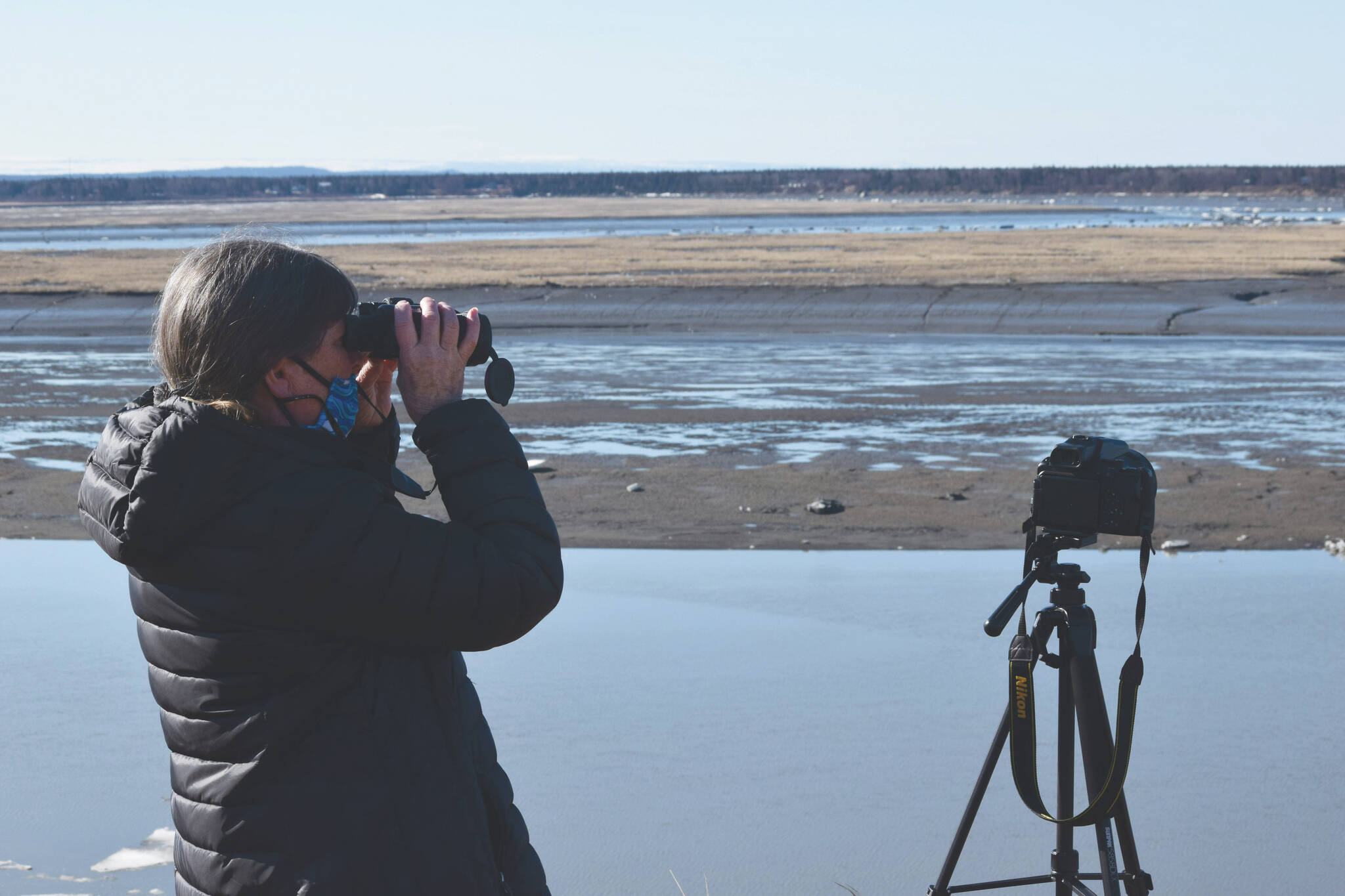 Teresa Becher watches as beluga whales swim up the Kenai River on April 24, 2021. Becher is a volunteer citizen scientist coordinator with the Alaska Beluga Monitoring Partnership, which observes beluga migration in Cook Inlet. (Photo by Camille Botello/Peninsula Clarion)