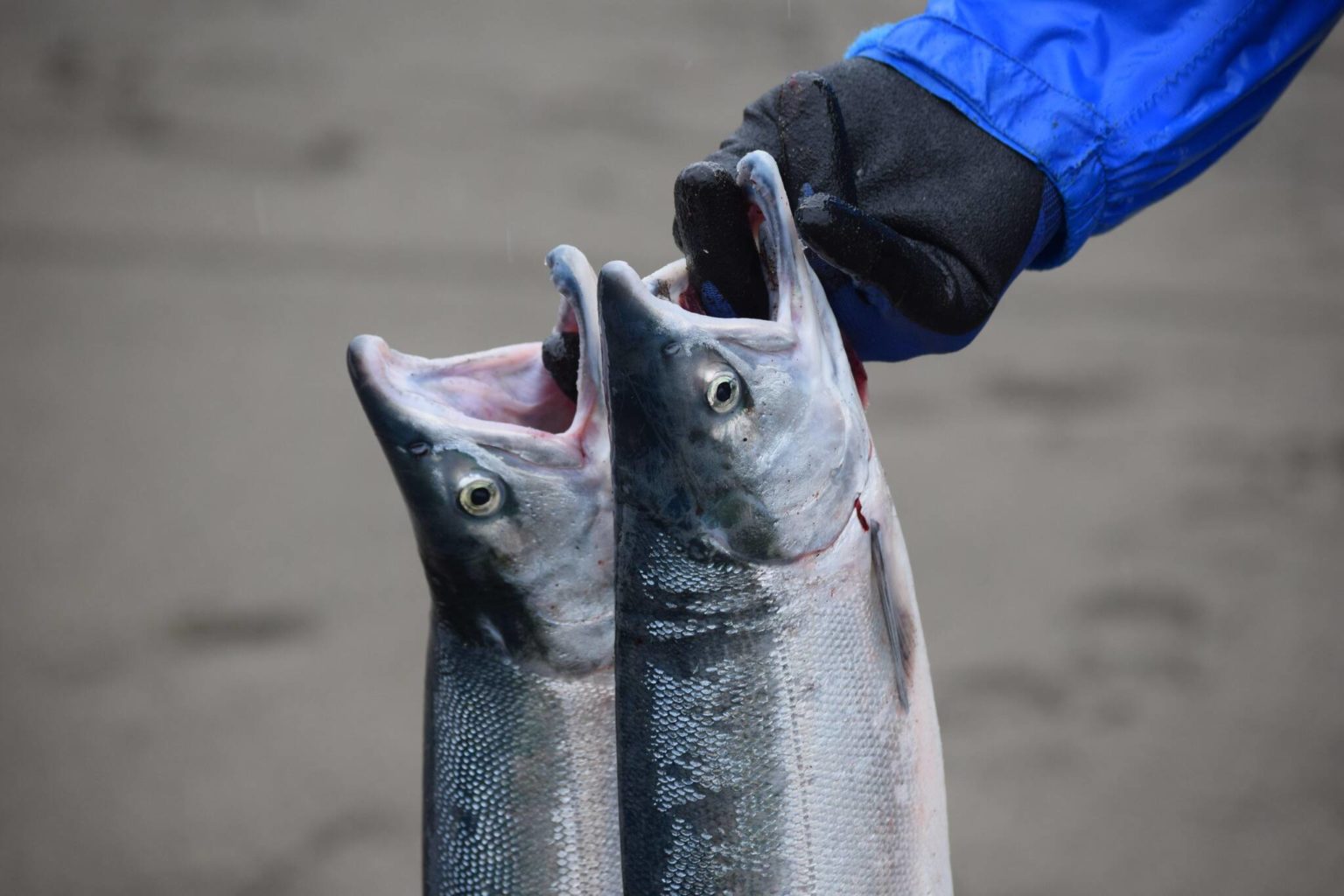 wraps up; Kenai laterun kings still off limits Peninsula