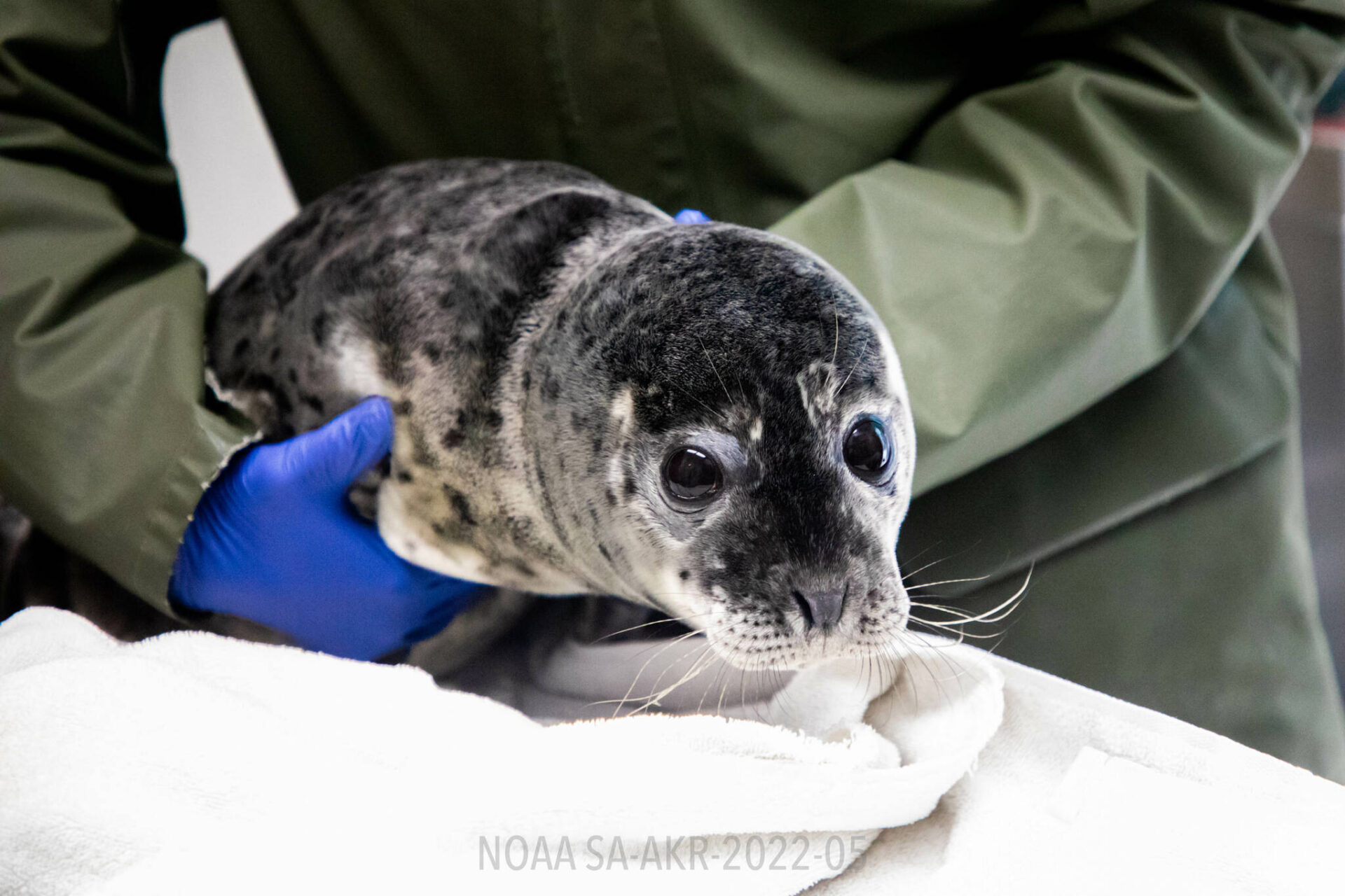 Nikiski Harbor Seal Rescued, 4th In A Week | Peninsula Clarion