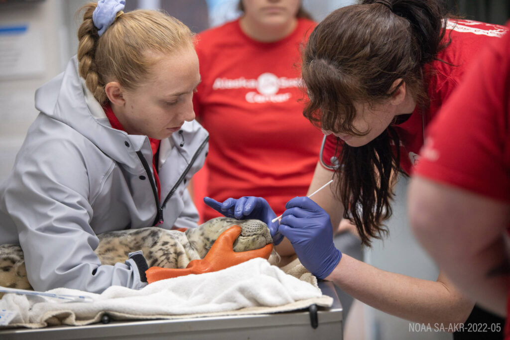 SeaLife Center rescues 5 more harbor seal pups | Peninsula Clarion